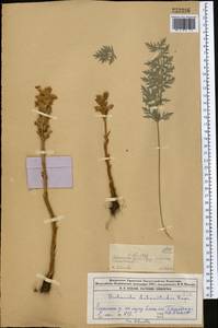 Orobanche buekii subsp. libanotidis (Rupr.) Rätzel & Uhlich, Средняя Азия и Казахстан, Джунгарский Алатау и Тарбагатай (M5) (Казахстан)