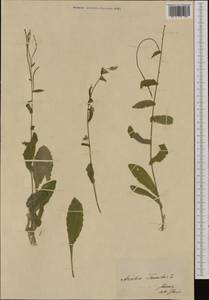 Pseudoturritis turrita (L.) Al-Shehbaz, Западная Европа (EUR) (Швейцария)