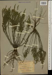 Полынь таврическая, Полынь крымская Willd., Кавказ, Ставропольский край, Карачаево-Черкесия, Кабардино-Балкария (K1b) (Россия)