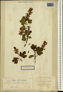 Ribes gordonianum, Зарубежная Азия (ASIA) (КНР)