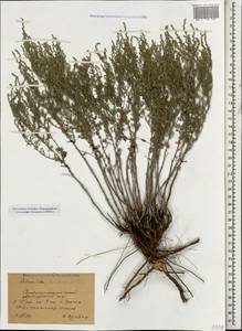 Полынь таврическая, Полынь крымская Willd., Кавказ, Ставропольский край, Карачаево-Черкесия, Кабардино-Балкария (K1b) (Россия)