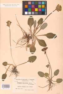 Primula veris var. columnae (Ten.) B. Bock, Западная Европа (EUR) (Испания)