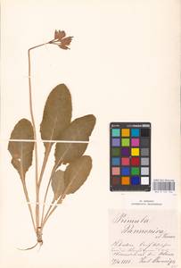 Primula veris subsp. veris, Западная Европа (EUR) (Австрия)