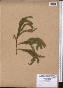 Spinulum annotinum subsp. annotinum, Восточная Европа, Центральный район (E4) (Россия)