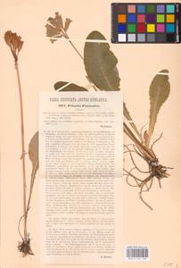 Primula veris subsp. veris, Западная Европа (EUR) (Австрия)