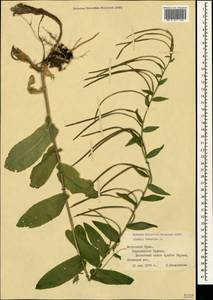 Pseudoturritis turrita (L.) Al-Shehbaz, Крым (KRYM) (Россия)