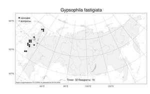 Gypsophila fastigiata, Качим верхушечный L., Атлас флоры России (FLORUS) (Россия)