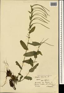Pseudoturritis turrita (L.) Al-Shehbaz, Крым (KRYM) (Россия)