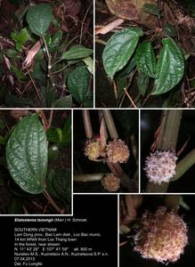 Elatostema tsoongii copy, Elatostema latifolium (Blume) Blume ex H. Schroet., Зарубежная Азия (ASIA) (Вьетнам)