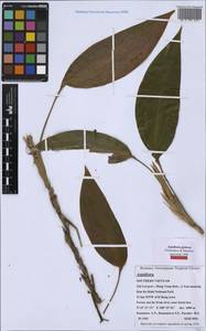 Aspidistra globosa Vislobokov & Nuraliev, Зарубежная Азия (ASIA) (Вьетнам)