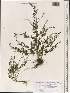 Chenopodium pallidum Moq., Зарубежная Азия (ASIA) (Непал)