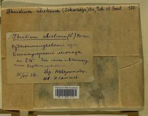 Abietinella abietina (Hedw.) M. Fleisch., Гербарий мохообразных, Мхи - Северный Кавказ и Предкавказье (B12) (Россия)