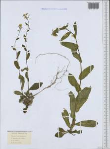 Pseudoturritis turrita (L.) Al-Shehbaz, Крым (KRYM) (Россия)