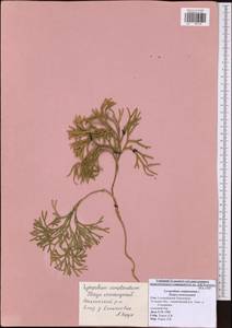 Diphasiastrum complanatum subsp. complanatum, Восточная Европа, Центральный район (E4) (Россия)