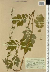 Репешок волосистый Ledeb., Сибирь, Дальний Восток (S6) (Россия)