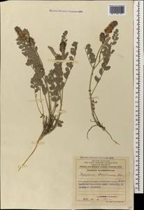 Hedysarum atropatanum Boiss., Кавказ, Азербайджан (K6) (Азербайджан)