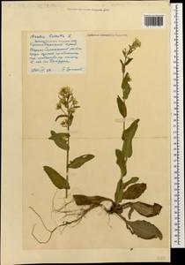 Pseudoturritis turrita (L.) Al-Shehbaz, Кавказ, Черноморское побережье (от Новороссийска до Адлера) (K3) (Россия)