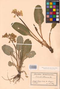 Primula veris var. columnae (Ten.) B. Bock, Западная Европа (EUR) (Босния и Герцеговина)