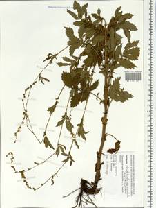 Репешок волосистый Ledeb., Сибирь, Дальний Восток (S6) (Россия)