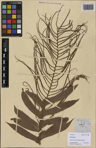 Drynaria meyeniana (Schott) Christenh., Зарубежная Азия (ASIA) (Филиппины)