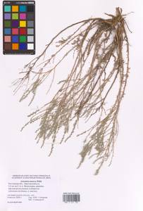 Полынь таврическая, Полынь крымская Willd., Восточная Европа, Ростовская область (E12a) (Россия)