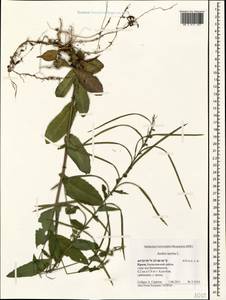 Pseudoturritis turrita (L.) Al-Shehbaz, Крым (KRYM) (Россия)