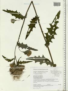 Cirsium ×hybridum W. D. J. Koch ex DC., Восточная Европа, Центральный район (E4) (Россия)