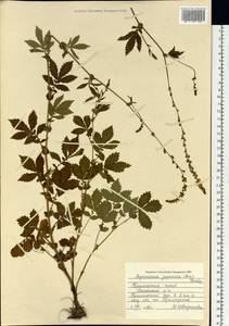 Репешок волосистый Ledeb., Сибирь, Дальний Восток (S6) (Россия)