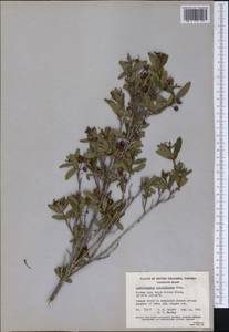 Elliottia pyroliflora (Bong.) Brim & P. F. Stevens, Америка (AMER) (Канада)
