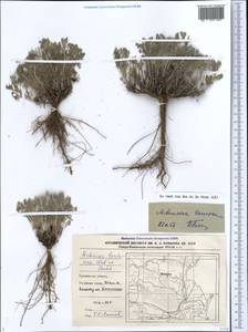 Полынь таврическая, Полынь крымская Willd., Кавказ, Дагестан (K2) (Россия)