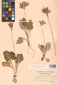 Primula veris var. columnae (Ten.) B. Bock, Западная Европа (EUR) (Хорватия)
