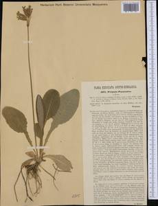 Primula veris subsp. veris, Западная Европа (EUR) (Австрия)