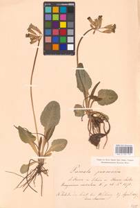 Primula veris subsp. veris, Западная Европа (EUR) (Австрия)