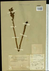 Orobanche buekii subsp. libanotidis (Rupr.) Rätzel & Uhlich, Восточная Европа, Нижневолжский район (E9) (Россия)