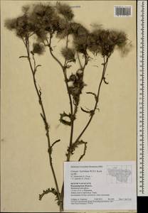 Cirsium ×hybridum W. D. J. Koch ex DC., Восточная Европа, Центральный район (E4) (Россия)
