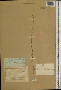 Резуха шершавая, Резуха волосистая (L.) Scop., Сибирь, Алтай и Саяны (S2) (Россия)
