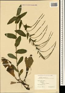 Pseudoturritis turrita (L.) Al-Shehbaz, Крым (KRYM) (Россия)