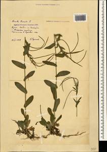 Pseudoturritis turrita (L.) Al-Shehbaz, Крым (KRYM) (Россия)