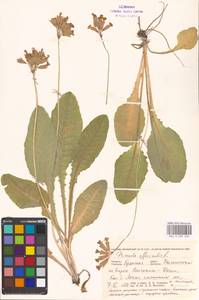 Primula veris subsp. veris, Восточная Европа, Западный район (E3) (Россия)