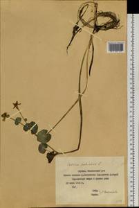 Калужница болотная L., Сибирь, Якутия (S5) (Россия)