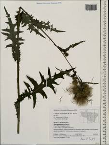 Cirsium ×hybridum W. D. J. Koch ex DC., Восточная Европа, Центральный район (E4) (Россия)
