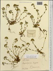 Friedrichkarlmeyeria umbellata (Steven ex DC.) T. Ali & Thines, Кавказ, Азербайджан (K6) (Азербайджан)