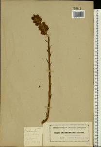 Orobanche buekii subsp. libanotidis (Rupr.) Rätzel & Uhlich, Восточная Европа, Московская область и Москва (E4a) (Россия)
