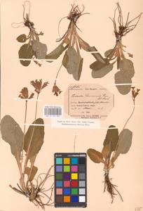 Primula veris subsp. veris, Западная Европа (EUR) (Венгрия)