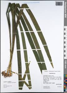 Aspidistra viridiflora Vislobokov & Nuraliev, Зарубежная Азия (ASIA) (Вьетнам)
