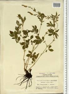 Репешок волосистый Ledeb., Сибирь, Западная Сибирь (S1) (Россия)