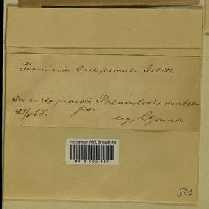 Abietinella abietina (Hedw.) M. Fleisch., Гербарий мохообразных, Мхи - Центральное Черноземье (B10) (Россия)