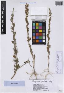 Chenopodium pallidum Moq., Зарубежная Азия (ASIA) (Непал)
