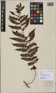 Davallodes hirsutum (J. Sm.) Copel. ex Copel., Зарубежная Азия (ASIA) (Филиппины)