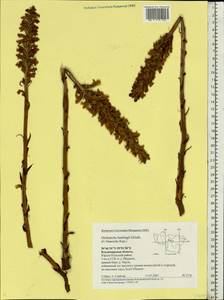 Orobanche buekii subsp. libanotidis (Rupr.) Rätzel & Uhlich, Восточная Европа, Центральный район (E4) (Россия)
